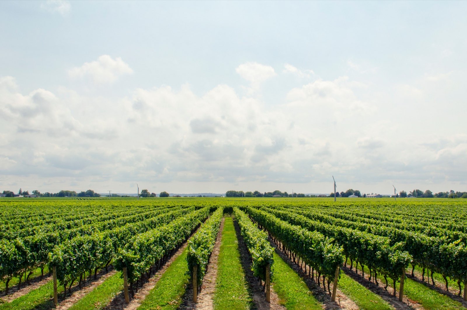 Rows of crops on a working farm